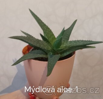 Tlustice a mýdlová aloe - 8