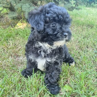 Maltipoo jen fenky - 8
