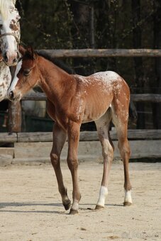 Appaloosa filly Arlina - 8