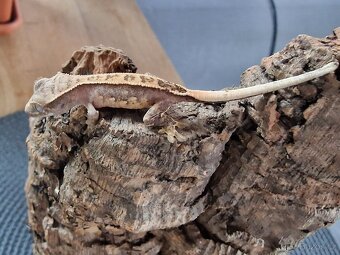 Pagekon řasnatý Correlophus ciliatus - 8