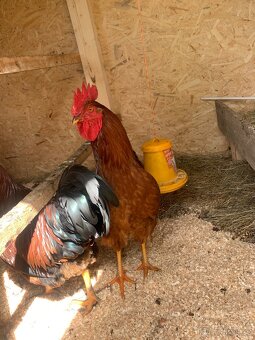 Kohout 🐓 - 8