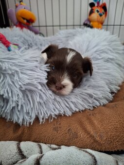 Jorkšírský teriér - biro, biewer - 8