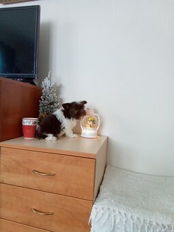 Jorkšírský teriér štěně - 8