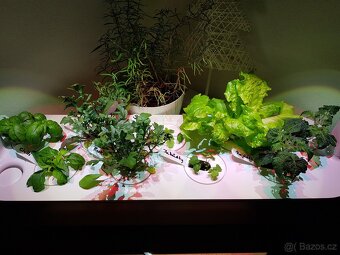 Click and Grow Smart Garden 9 bílý květináč na bylinky - 8
