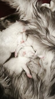 Maine coon kočičky kočky - úhrada aj na časti - 8