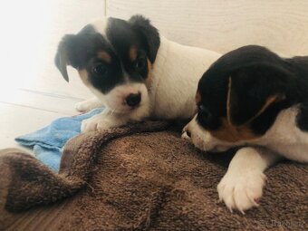 Jack Russell Teriér - 8