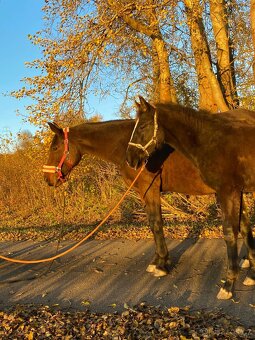 Hřebeček 1/2 lusitano - 8
