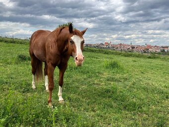 Hřebeček american paint horse - 8