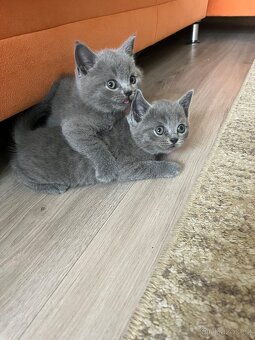 Britské kotatka - 8