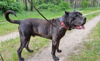 BRODY K ADOPCI - cane corso, mazel, parťák, vhodný k dětem - 8