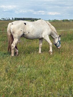 Hrebec appaloosa x CT - 8