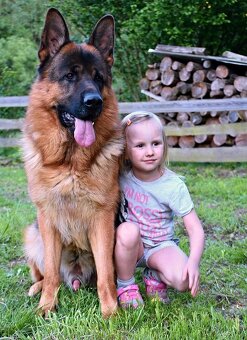 Německý Ovčák - štěňata - 8