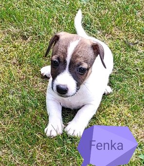 Jack Russel terier, kouzelná štěňátka - 8