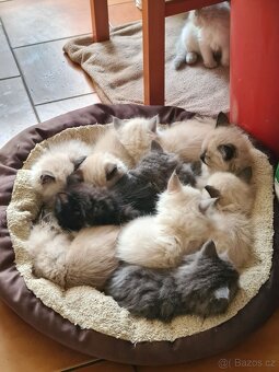 Kříženci ragdoll - 8