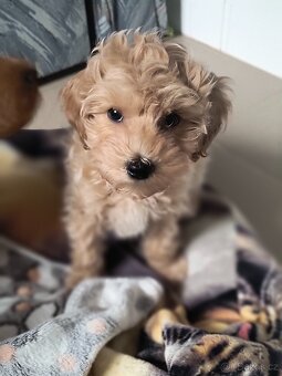Maltipoo - 8