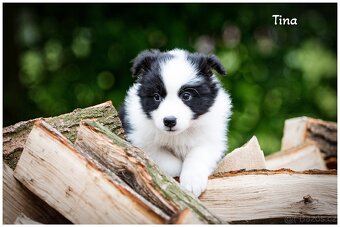 Border Collie, Border Kolia s PP FCI - 8