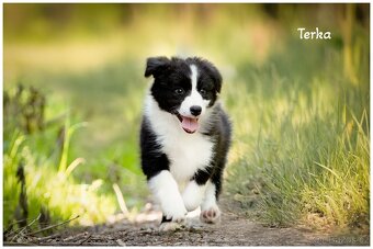 Border Collie, Border Kolia s PP FCI - 8