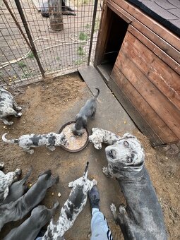 Štěňata Cane Corso - 8