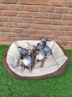 Americký bezsrstý teriér - 8