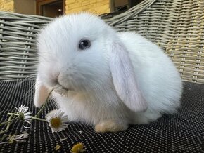 Zakrslý králíček beránek minilop, bílá modrooká samička - 8