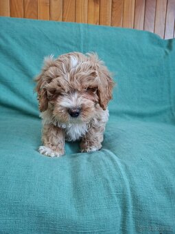 Maltipoo - 8