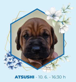 TOSA INU zlatá štěňátka s PP - 8