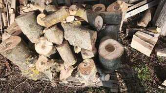 Dřevo ořešáku - 8