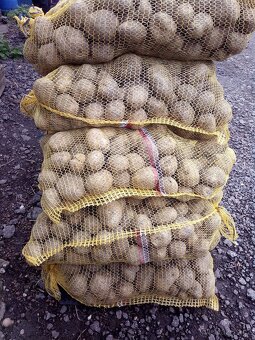 POSLEDNÍ konzumní BRAMBORY 8kč/kg - 8