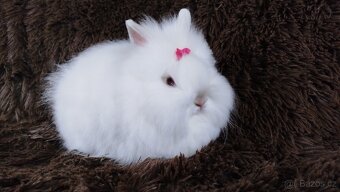 Zakrslý králík, králíček -(TEDDY)-HEIDY - 8