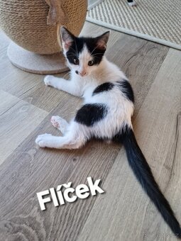 Nabízíme čtyři nádherná koťátka - 8