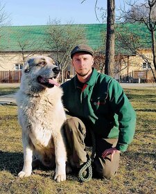 Středoasijský pastevecký pes - šteniatka s PP - 8