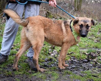 AMIGO K ADOPCI - 1 ROK, HRAVÝ, PŘÁTELSKÝ, VHODNÝ K DĚTEM - 8