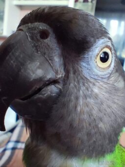 Papoušek Senegalský 7 let - 8