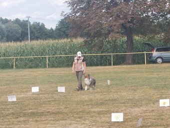 Australský ovčák - krytí chovným psem - 8