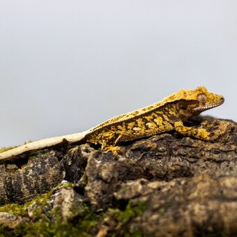 GeckoSVK - Pagekóny a krmivá - 8
