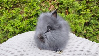 Zakrslý králík, králíček -(TEDDY)-OLAF,OLINA,OLIVER - 8