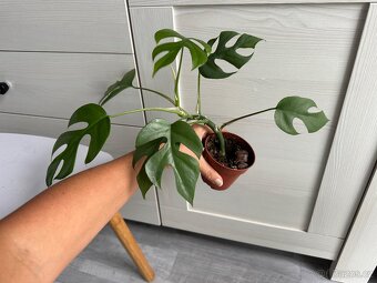 Monstera Monkey mask, Deliciosa, Minima - 8