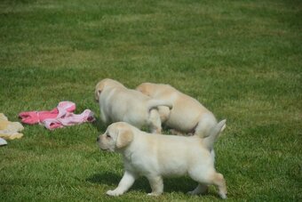 Labrador - 8