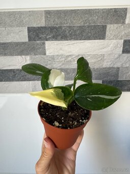 Monstera standleyana,,COBRA'' panašovaná - 8