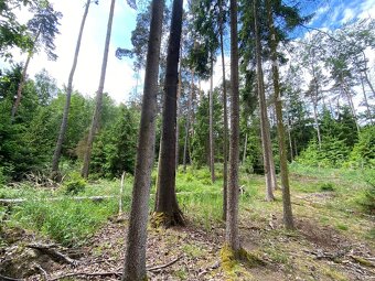 Lesní pozemek Lštění nad Zubřinou - 8