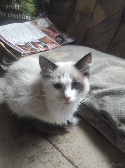 Ragdoll kocourek bez PP - 8