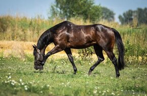 Připouštění QH hřebci 7panel N/N - 8