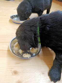 Flat coated retriever - 8