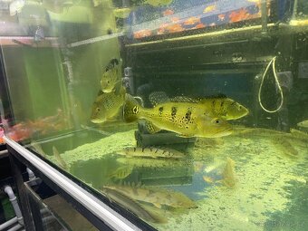 Prodam arowana , cichla , pirana….. - 8