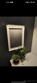 Monstera albo, anturium, pokojové rostliny - 8