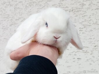 Volný Sameček - Anglický Zakrslý Beránek MiniLop🍑🧡🤍 - 8