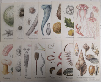 Atlas bezobratlých - 8