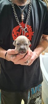 Americký stafordšírský terier bez pp - 8