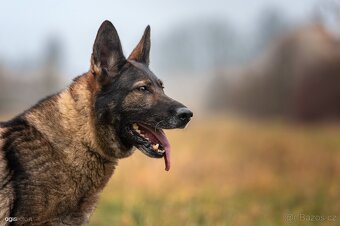 Německý ovčák štěňata s PP, work line, - 8