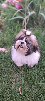 Shih tzu s PP / shi-tzu / shi tzu - 8